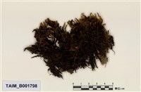 藏品(扭葉鐮刀苔)的圖片